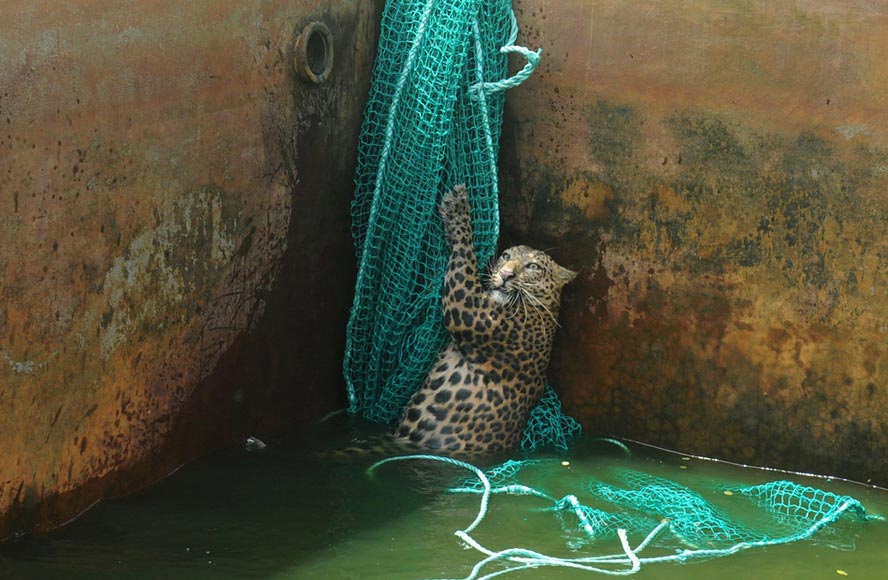 A wild leopard tries to climb out of a water tank in a tea plantation in India on July 20, 2012. The leopard was saved later. (AFP/ Diptendu Dutta)