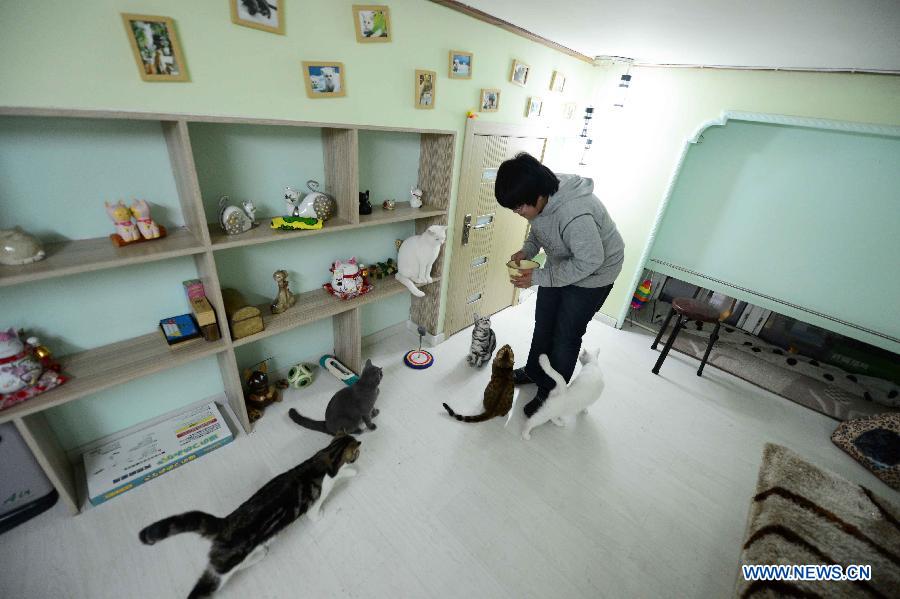 Shopkeeper Gao Ming feeds cats at her cat-themed coffee bar in Harbin, capital of northeast China's Heilongjiang Province, Dec. 13, 2012. (Xinhua/Wang Kai)