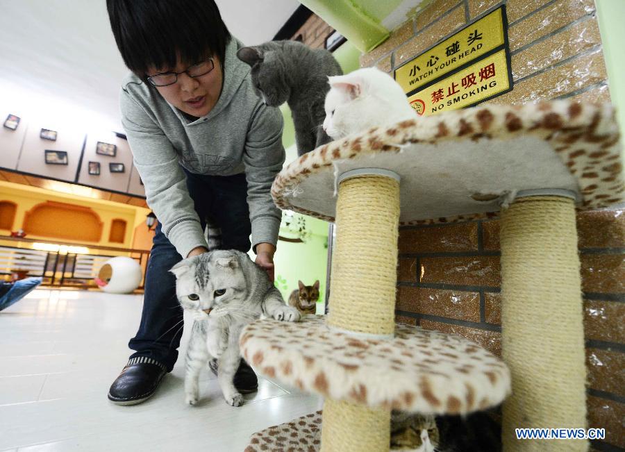 Shopkeeper Gao Ming plays with a cat at her cat-themed coffee bar in Harbin, capital of northeast China's Heilongjiang Province, Dec. 13, 2012. (Xinhua/Wang Kai)