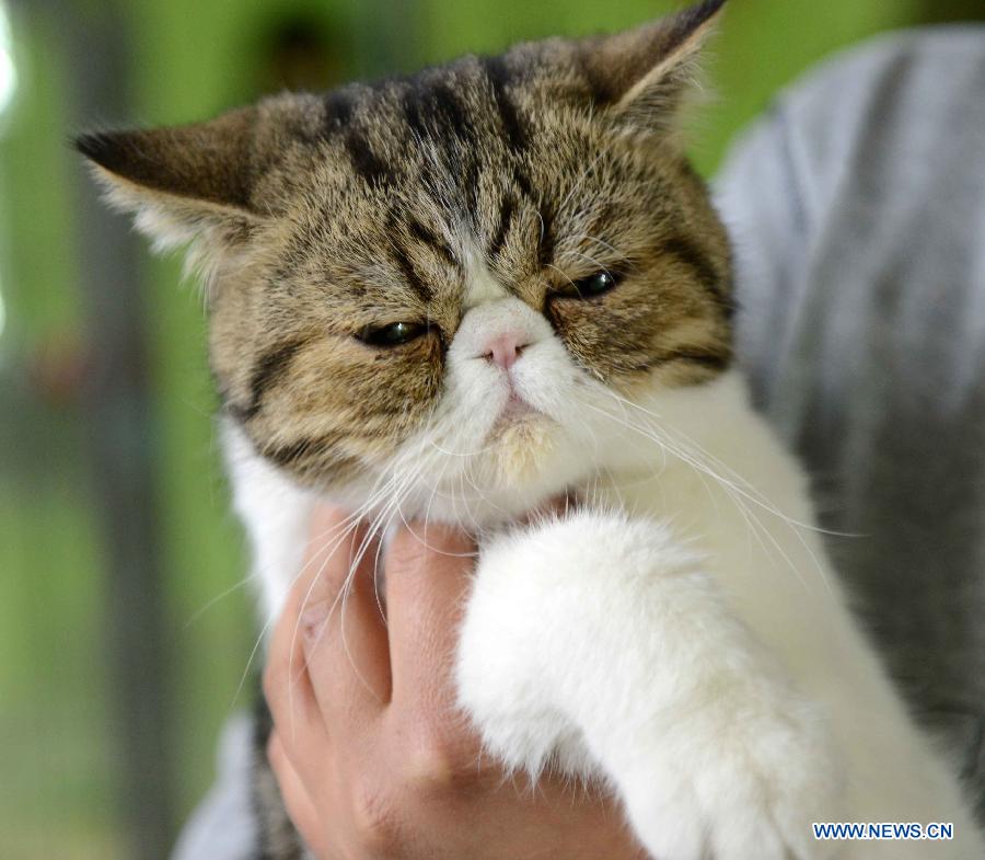 Shopkeeper Gao Ming plays with a cat at her cat-themed coffee bar in Harbin, capital of northeast China's Heilongjiang Province, Dec. 13, 2012. (Xinhua/Wang Kai)