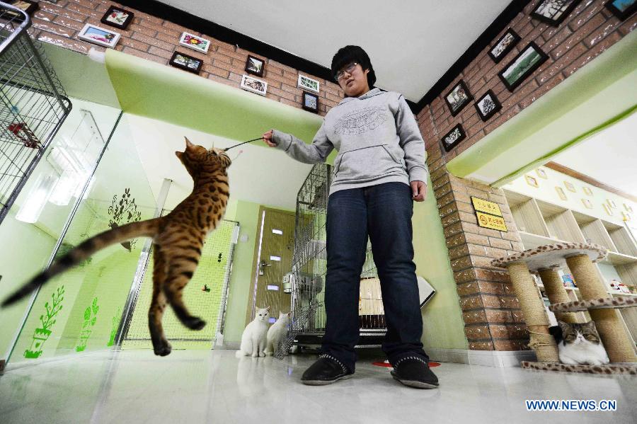 Shopkeeper Gao Ming plays with a cat at her cat-themed coffee bar in Harbin, capital of northeast China's Heilongjiang Province, Dec. 13, 2012. (Xinhua/Wang Kai)