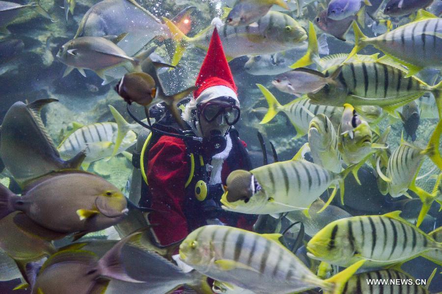 A diver wearing a Santa Claus costume swims with fishes at an aquarium in Kuala Lumpur, Malaysia, Dec. 14, 2012. (Xinhua/Chong Voon Chung) 