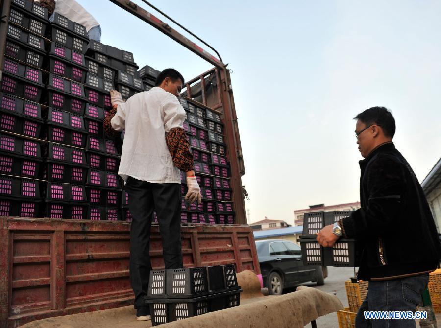 Workers load boxes of fresh cherry tomatoes on a truck at a tomato wholesale market in Tianyang County, southwest China's Guangxi Zhuang Autonomous Region, Dec. 16, 2012. About 240,000 mu (16,000 hectares) of cherry tomatoes here have come to maturity and workers here are busy with transporting cherry tomatoes to the north China market. (Xinhua/Yu Xiangquan) 