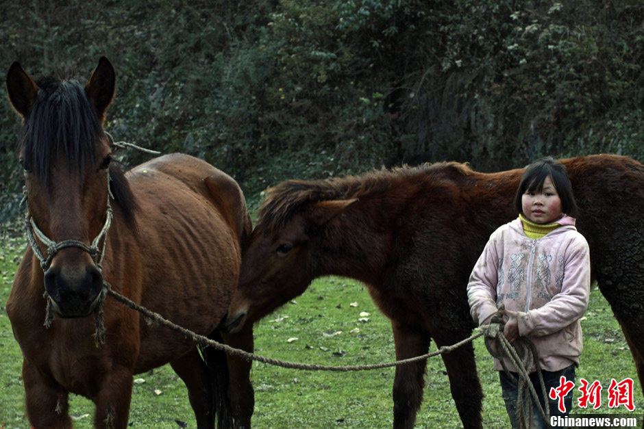 A little girl and her thin horses. Children should help the elderly with housework after school. (Chinanews/Feng Zhonghao)   