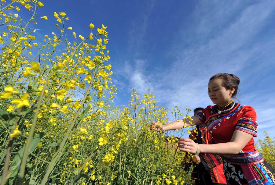 People from ethnic group are seen among the rape flowers in Zhentai Town of Yi-Hani-Lahu Autonomous County of Zhenyuan, southwest China's Yunnan Province, Dec. 17, 2012. (Xinhua/Lin Yiguang) 