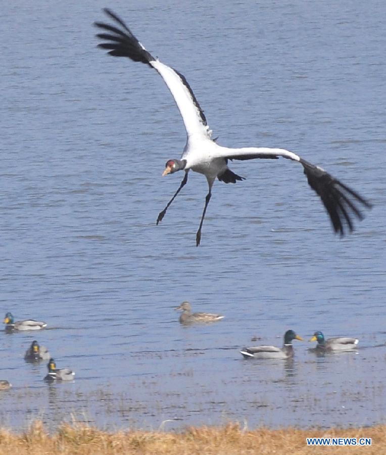 Black-necked cranes are seen at the Dashanbao state nature reserve of black-necked cranes in Yanjin County, southwest China's Yunnan Province, Dec. 18, 2012. Over 1,700 black-necked cranes chose to spend this winter at the reserve, 500 more than last year. (Xinhua/Chen Haining) 