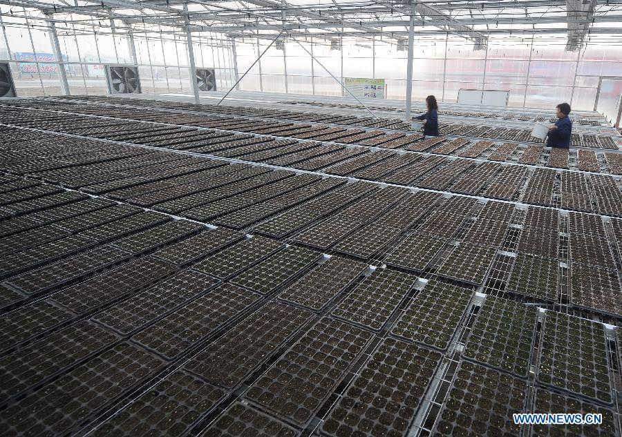 People cultivate vegetable seedlings in a modern seedling nursery in Dongjia Village of Changzhi County, north China's Shanxi Province, Dec. 12, 2012. Residents of Dongjia Village, who live on planting vegetables, build a modern seedling nursery so as to lower costs and improve quality of their products. (Xinhua/Yan Yan) 