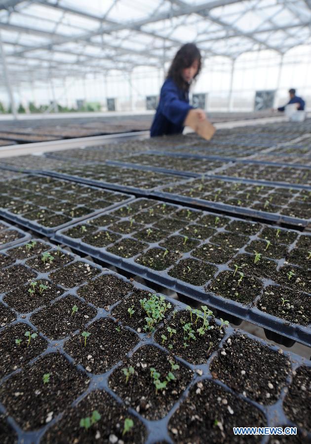 People cultivate vegetable seedlings in a modern seedling nursery in Dongjia Village of Changzhi County, north China's Shanxi Province, Dec. 12, 2012. Residents of Dongjia Village, who live on planting vegetables, build a modern seedling nursery so as to lower costs and improve quality of their products. (Xinhua/Yan Yan) 