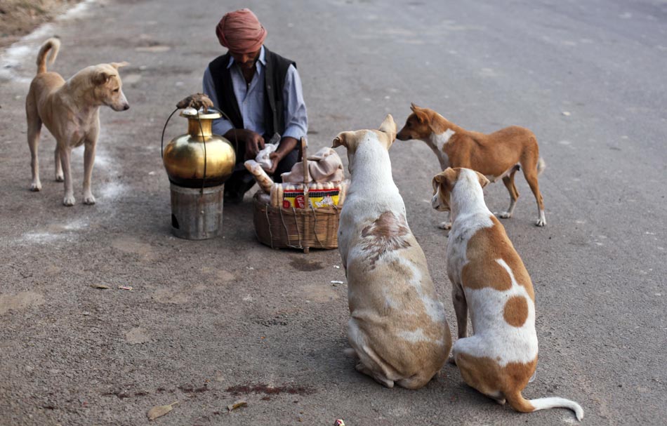 A group of stray dogs sit around a tea seller waiting to be fed in Allahabad, India on Nov. 7, 2012.(Xinhua/AP)
