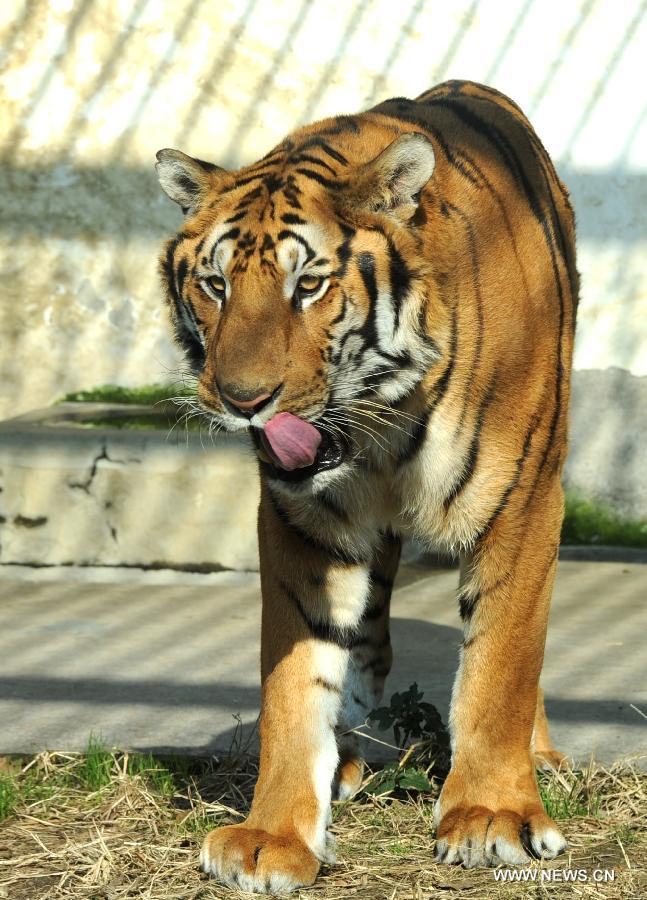 A tiger enjoys the sunshine at the Suzhou Zoo in Suzhou, east China's Jiangsu Province, Dec. 19, 2012. Animals in the zoo came out to enjoy warm weather and glorious winter sunshine. (Xinhua/Hang Xingwei) 