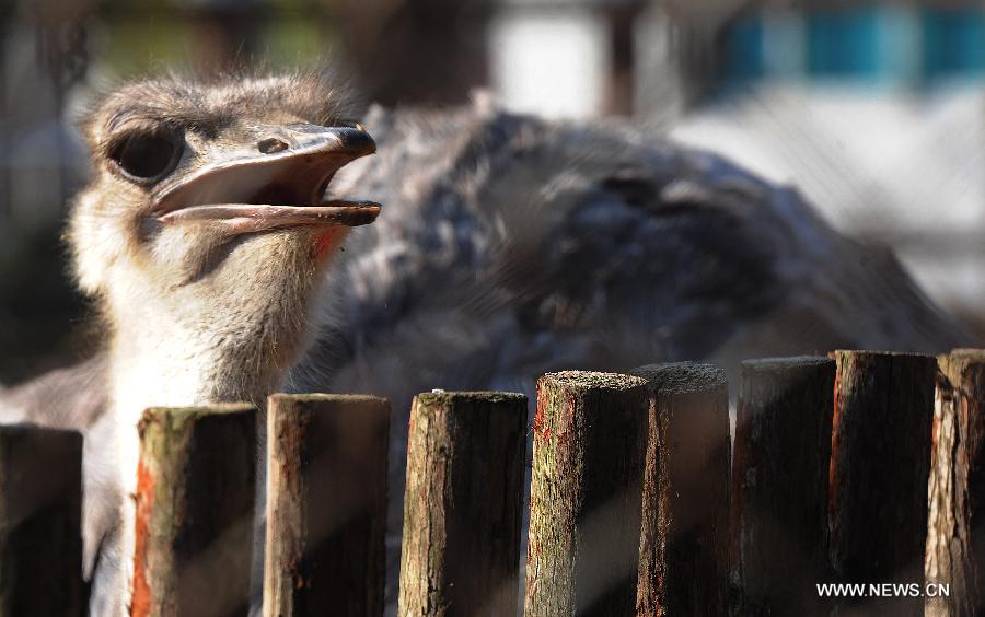 An ostrich enjoy the sunshine at the Suzhou Zoo in Suzhou, east China's Jiangsu Province, Dec. 19, 2012. Animals in the zoo came out to enjoy warm weather and glorious winter sunshine. (Xinhua/Hang Xingwei) 