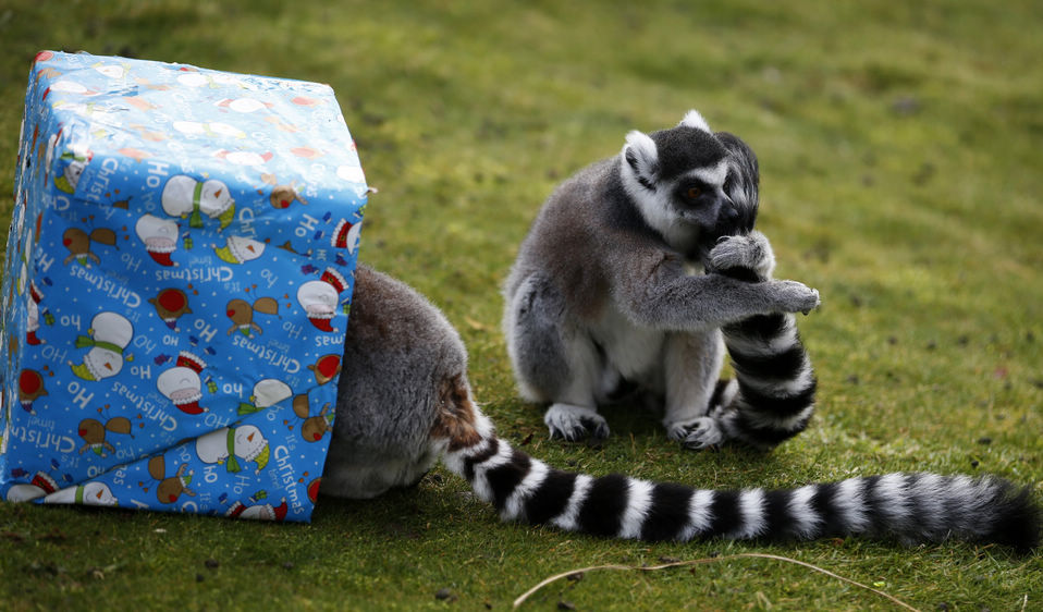 A lemur receives Christmas treats from their keepers at ZSL Whipsnade Zoo in Whipsnade, near Dunstable in Bedfordshire, England, Dec. 18, 2012.(Xinhua/Wang Lili)