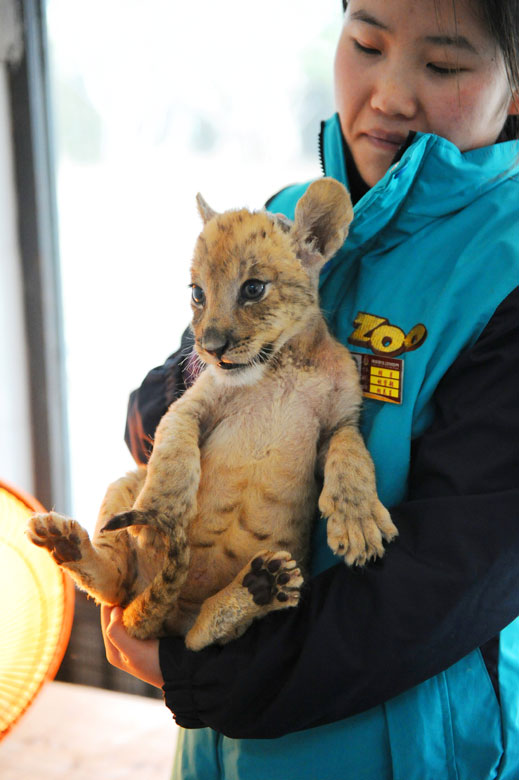 A 65-day-old tigon, the offspring of a male tiger and a female lion, is shown to the visitors in Yancheng Zoo, Changzhou, Jiangsu province on Feb. 28, 2012. With brown hair and the tiger-like figure, it can climb a tree swiftly better than a lion does and swim as a tiger. With low fertilization rate and survival ratio, there is no successful fertilization by men in China at present. (Photo/Xinhua)