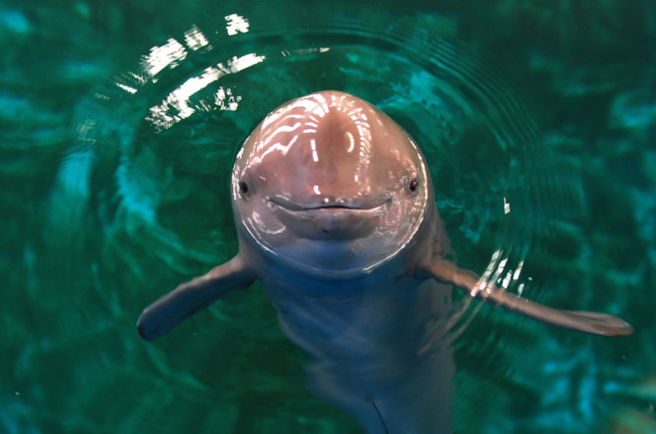 A Baiji dolphin raises its head above the water in Wuhan aquarium in the Chinese Academy of Sciences, April 18, 2012. Also known as “Chinese river dolphin”, it lives in the Yangtse River and is credited as “panda in the water”. It belongs to protected second class animal in China because its population is decreasing at a speed of 5 to 10 percent annually. (Xinhua/Cheng Min)