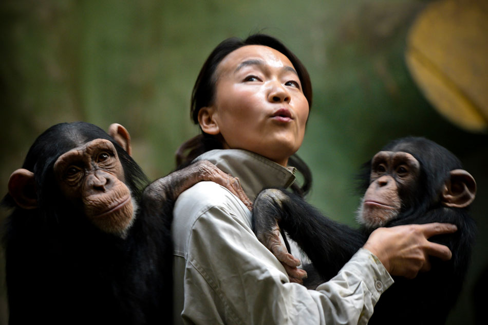 A little gorilla is in breeder Yang Ying’s arms in Jinan Zoo, Nov. 20, 2012. Yang became the “mother” of four little gorillas since July 2010. (Xinhua/Guo Xulei)