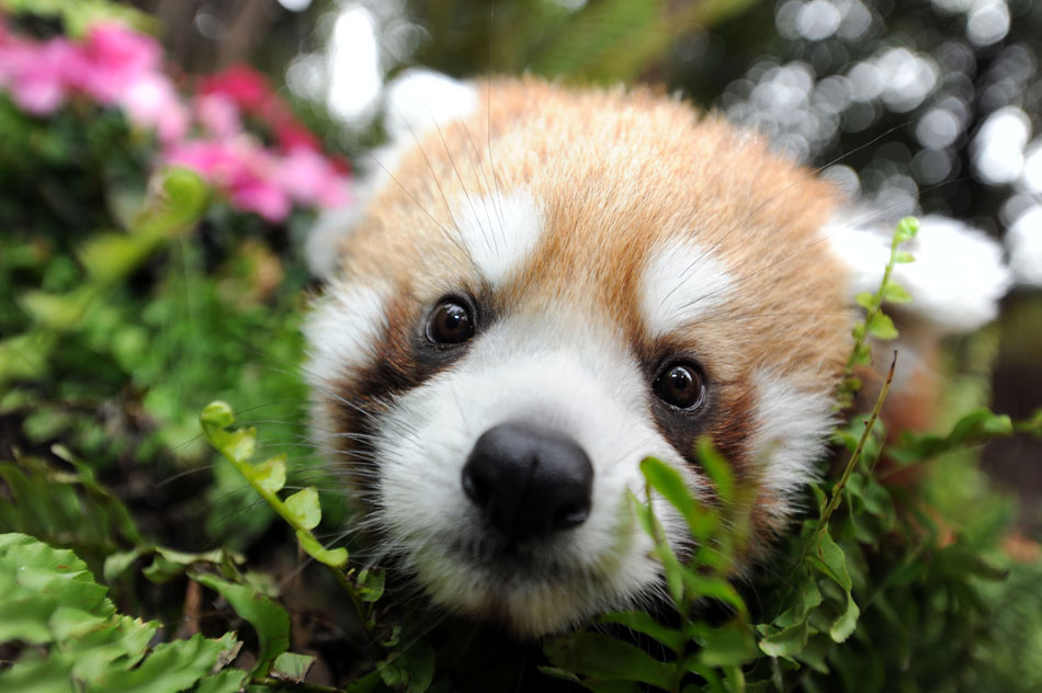 A lovely panda looks around in the flowers at the Xiangjiang Safari Park in Guangzhou, Feb. 2, 2012.  (Xinhua/Liu Dawei）