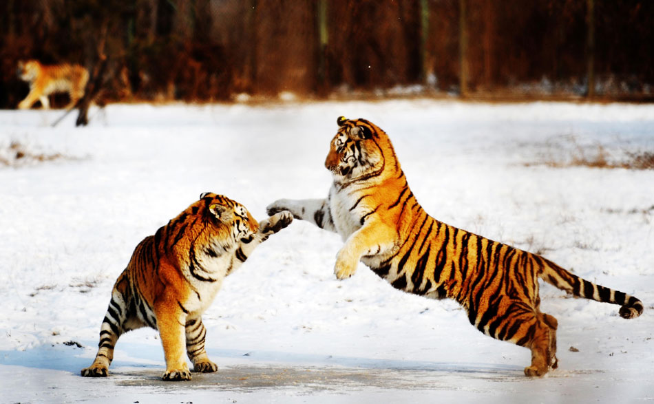 Two Siberian tigers play in Heilongjiang's Siberian tiger artificial propagation center, the biggest breeding center of Siberian tigers in the world, Nov. 19, 2012. (Xinhua/Wang Jianwei)