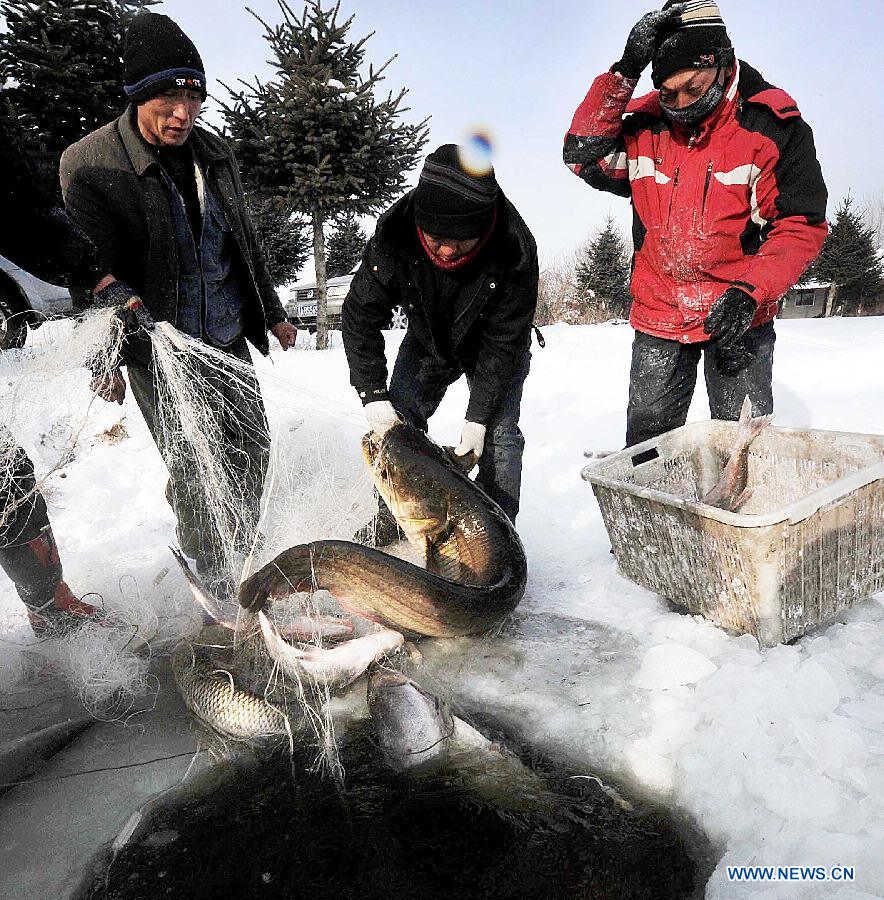 Staff members do trial fishing in the run-up to a winter fishing festival on the frozen surface of Changling Lake, Harbin, capital of northeast China's Heilongjiang Province, Dec. 24, 2012. Each year, the fishery of Changling Lake turns out 100,000 kilograms of commercial fish. (Xinhua/Wang Song)