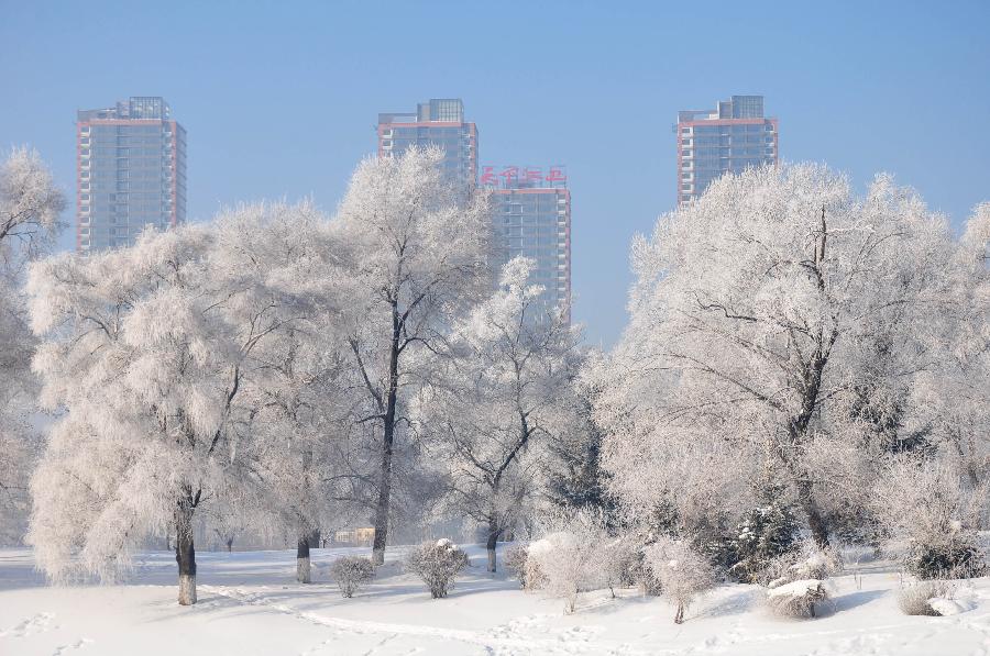 Photo taken on Dec. 24, 2012 shows rime-covered trees at a park in Jilin City, northeast China's Jilin Province. (Xinhua/Wang Mingming)