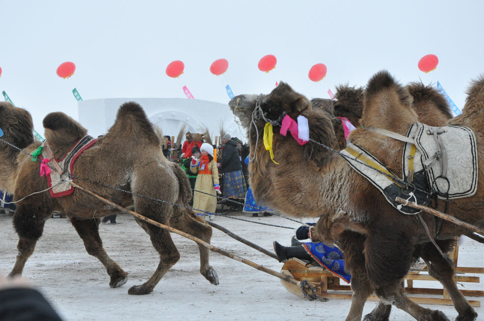 Photo taken on Dec. 24 shows performances at the opening ceremony of 2012 Inner Mongolia Winter Ice and Snow Nadam Fair as well as the Fire Sacrifice Festival of Chenbaerhu Grassland in Hulun Buir, north China's Inner Mongolia Autonomous Region. (People's Daily Online/Zeng Shurou)