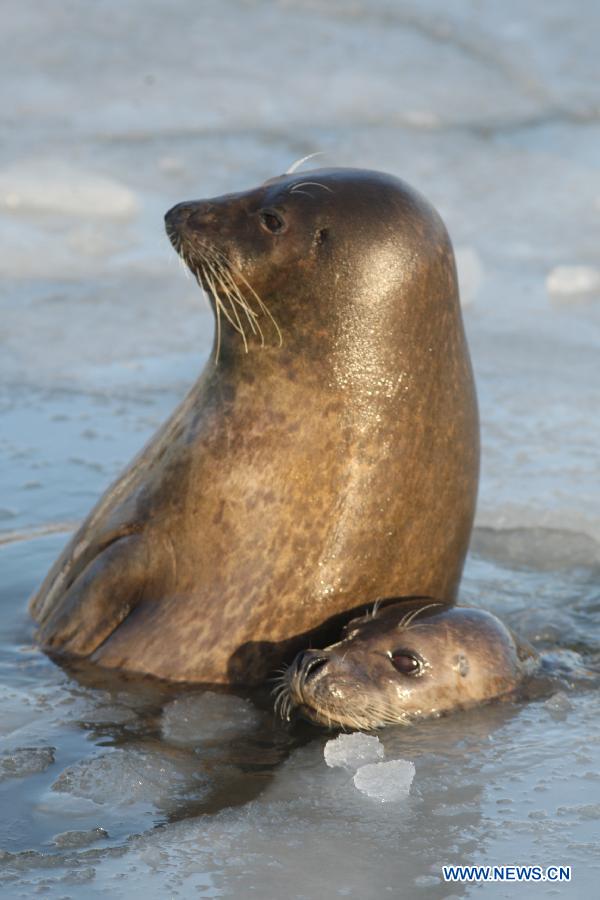 Harbor seals are seen in ice water at the ecological seal bay near Yantai City, east China's Shandong Province, Dec. 26, 2012. The seal bay iced up recently, trapping the harbor seals living in this water area. Workers of the scenic area started breaking ice and providing food for harbor seals. (Xinhua) 