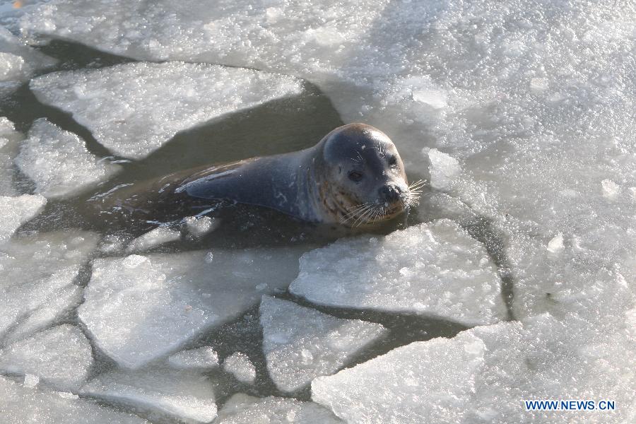 A harbor seal swims in ice water at the ecological seal bay near Yantai City, east China's Shandong Province, Dec. 26, 2012. The seal bay iced up recently, trapping the harbor seals living in this water area. Workers of the scenic area started breaking ice and providing food for harbor seals. (Xinhua) 