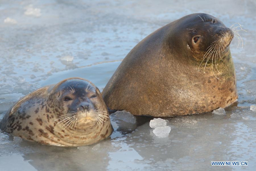 Harbor seals are seen in ice water at the ecological seal bay near Yantai City, east China's Shandong Province, Dec. 26, 2012. The seal bay iced up recently, trapping the harbor seals living in this water area. Workers of the scenic area started breaking ice and providing food for harbor seals. (Xinhua) 