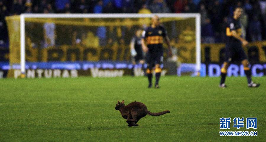 A cat gambols through the football field during the Argentina first division football match between the Boca Juniors and La Palta university students on Oct. 21, 2012. (Xinhua/Reuters)