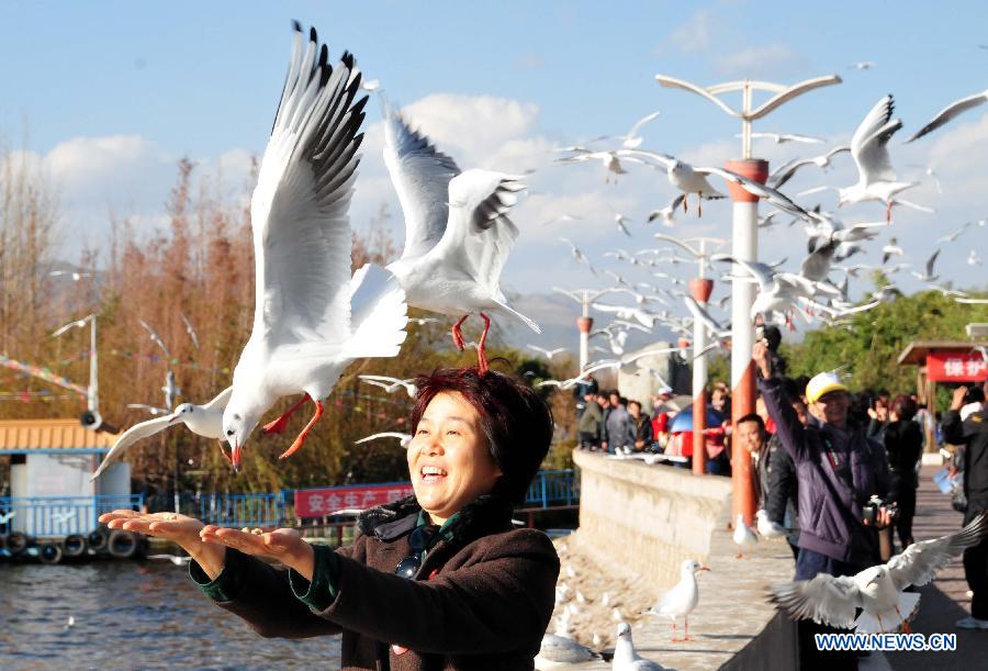 A visitor feeds the black-headed gulls beside the Dianchi Lake in Kunming, capital of southwest China's Yunnan Province, Dec. 26, 2012. More than 35,000 black-headed gulls have come to Kunming for winter this year. (Xinhua/Xu Yuchang)