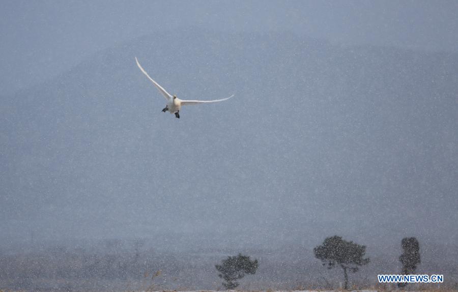 Swans are seen in snow beside the Swan Lake in Rongcheng, east China's Shandong Province, Dec. 26, 2012. (Xinhua/Wang Fudong)