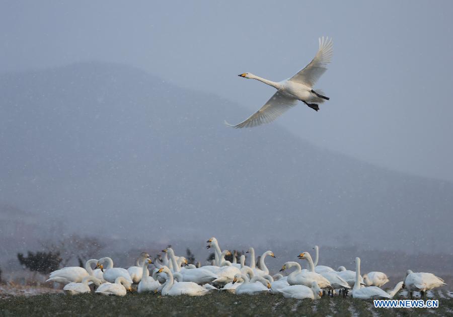 Swans are seen in snow beside the Swan Lake in Rongcheng, east China's Shandong Province, Dec. 26, 2012. (Xinhua/Wang Fudong)