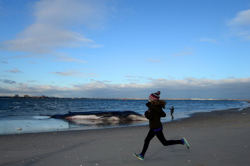 A local resident passes a deceased whale on the beach of Breezy Point in the Queens borough, New York, Dec. 27, 2012. The 60-foot finback whale died early Thursday after washing ashore and being discovered Wednesday morning. (Xinhua/Wang Lei) 