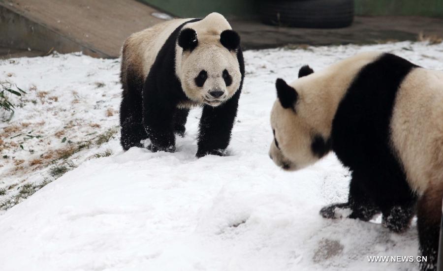 Giant pandas "Qin Chuan" (R) and "Le Le" play in the snow at the Jinbao park in Weifang City, east China's Shandong Province, Dec. 28, 2012. (Xinhua/Zhang Chi)