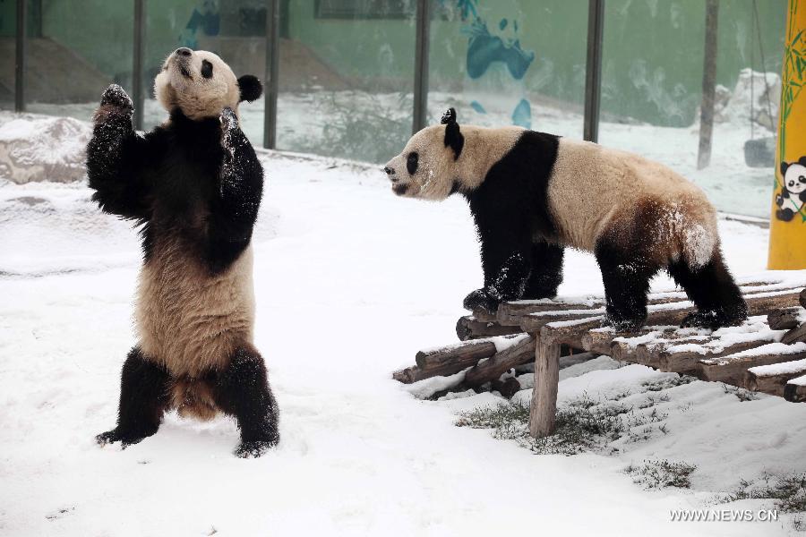 Giant pandas "Qin Chuan" (R) and "Le Le" play in the snow at the Jinbao park in Weifang City, east China's Shandong Province, Dec. 28, 2012. (Xinhua/Zhang Chi)