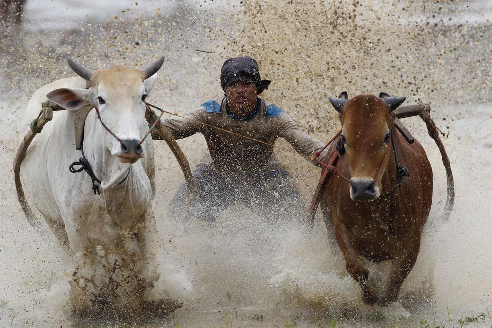 A man rides water buffalo to participate in a race in the mud on Western Sumatra Island, Indonesia on Oct.13, 2012.(Xinhua/AP)