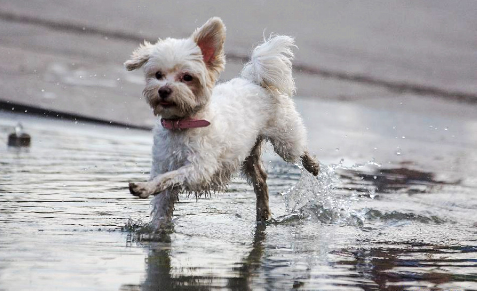 A dog cools itself down at a fountain in Budapest, capital of Hungary, on Aug. 21, 2012. Hungary was hit by heat waves on Tuesday. (Xinhua/Attila Volgyi)