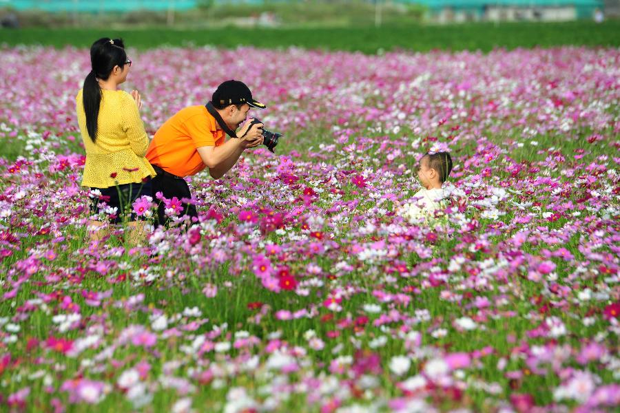 Tourists take photos in a garden cosmos (Cosmos bipinnatus) field in Sanya, south China's Hainan Province, Jan. 2, 2013. (Xinhua/Hou Jiansen) 