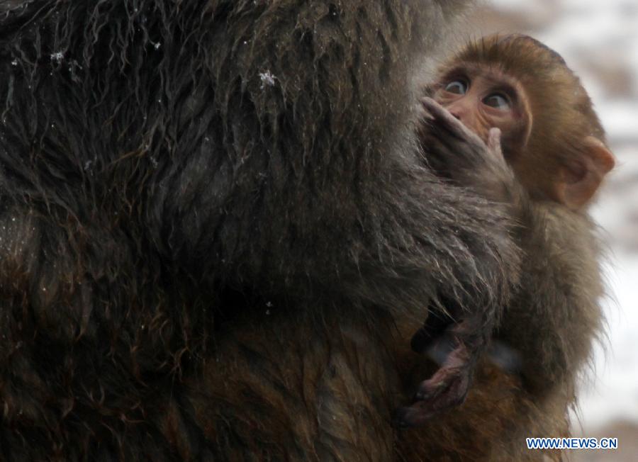 A monkey holds a baby monkey in its arms in snow in Nanjing Hongshan Forest Zoo in Nanjing, capital of east China's Jiangsu Province, Dec. 29, 2012. (Xinhua/Sun Zhongnan) 