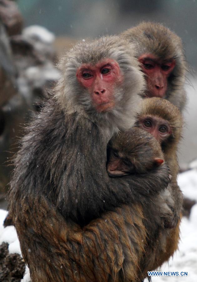 A monkey holds baby monkeys in its arms in snow in Nanjing Hongshan Forest Zoo in Nanjing, capital of east China's Jiangsu Province, Dec. 29, 2012. (Xinhua/Sun Zhongnan)