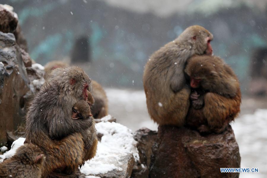 Monkeys lean close to each other to keep warm in snow in Nanjing Hongshan Forest Zoo in Nanjing, capital of east China's Jiangsu Province, Dec. 29, 2012. (Xinhua/Sun Zhongnan)