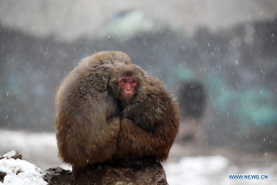 Monkeys lean close to each other to keep warm in snow in Nanjing Hongshan Forest Zoo in Nanjing, capital of east China's Jiangsu Province, Dec. 29, 2012. (Xinhua/Sun Zhongnan)