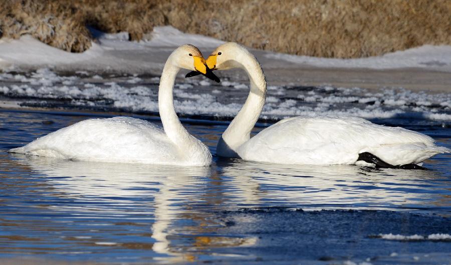 White swans rest on the Qinghai Lake, northwest China's Qinghai Province, Jan. 1, 2013. The improving environment of the Qinghai Lake has attracted more swans to spend the winter here. (Xinhua/Ge Qingmin)