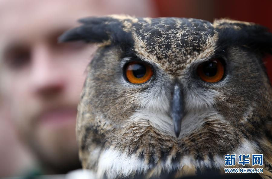 A spectacled owl looks at a clipboard. (Xinhua/Wang Lili)