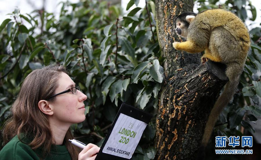 A zookeeper counts black-capped Bolivian squirrel monkeys. (Xinhua/Wang Lili)