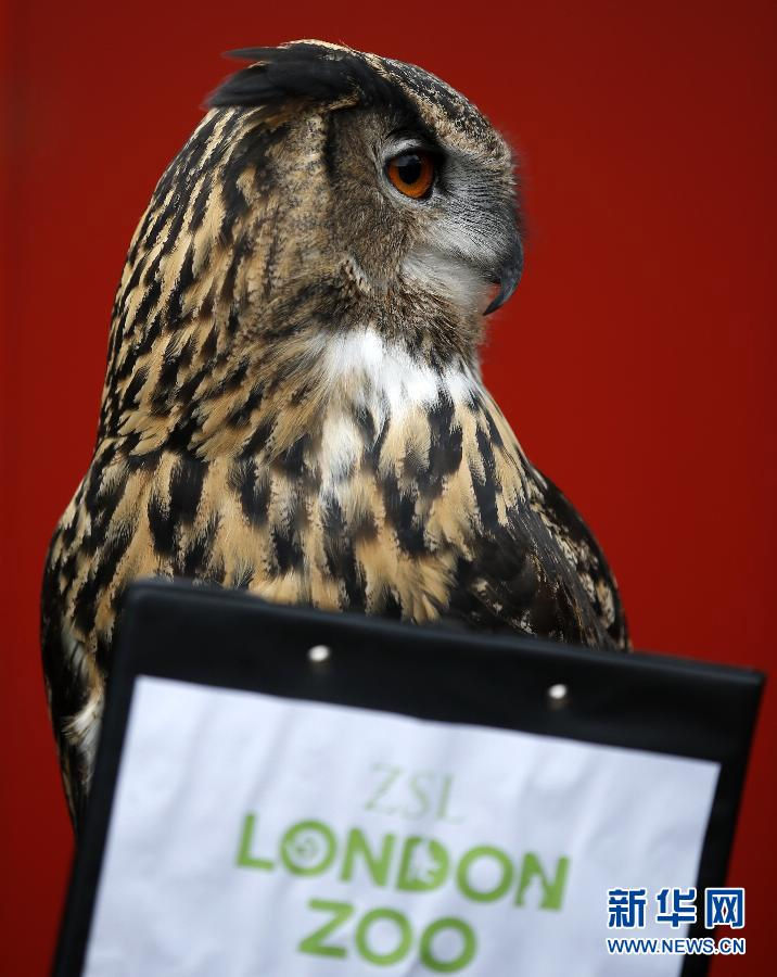 A spectacled owl looks at a clipboard. (Xinhua/Wang Lili)