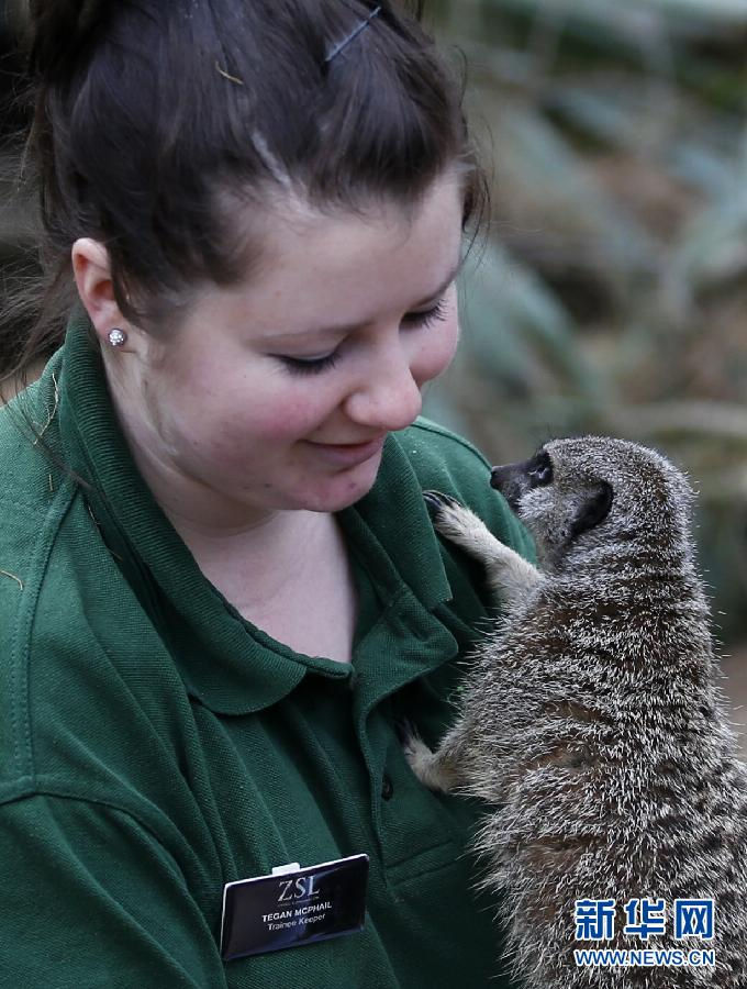 A zookeeper poses with meerkats. (Xinhua/Wang Lili)