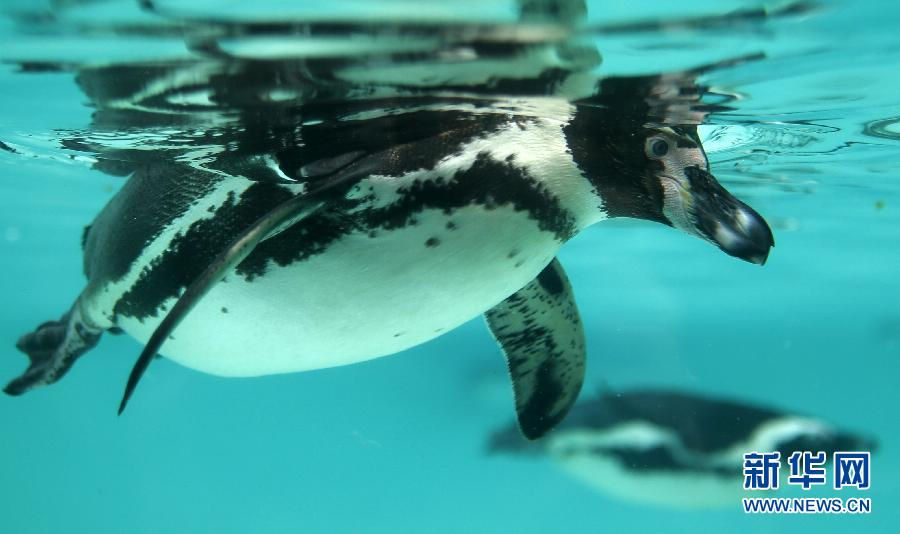 Swimming penguins. (Xinhua/Wang Lili)