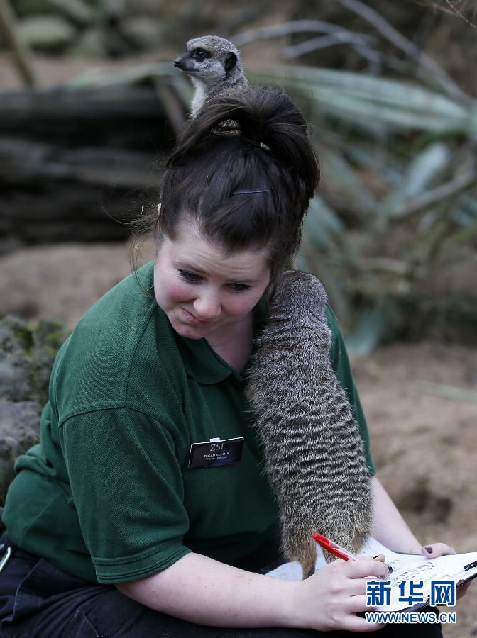 A zookeeper poses with meerkats. (Xinhua/Wang Lili)