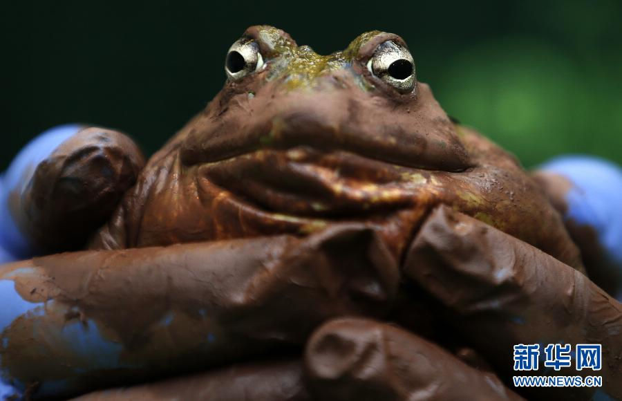 A zookeeper holds a bullfrog. (Xinhua/Wang Lili)