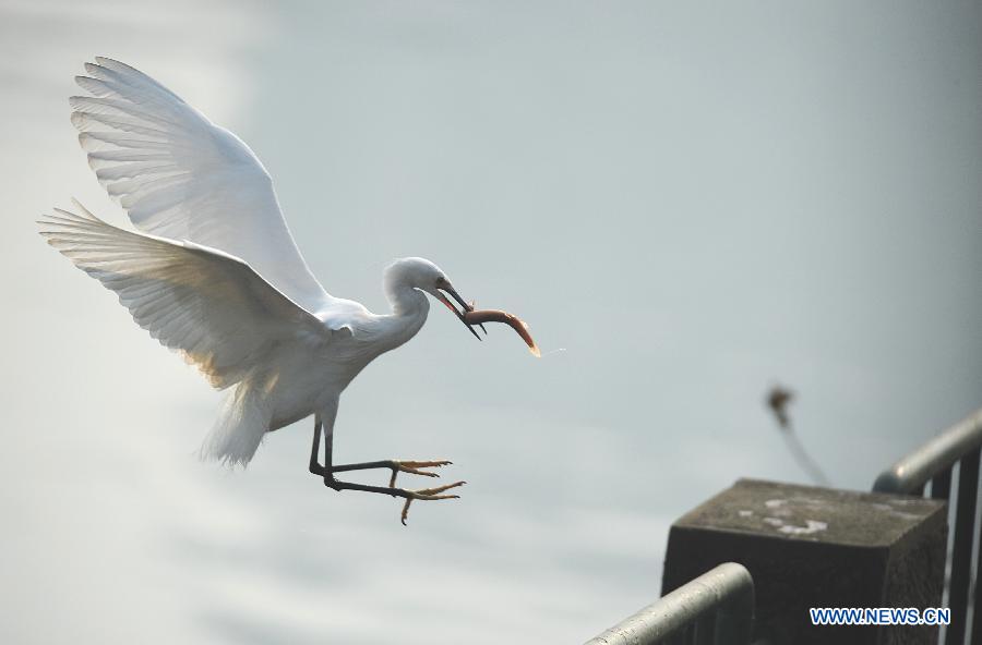 An egret holds a fish in mouth while flying to riverbank in Chengdu, capital of southwest China's Sichuan Province, Jan. 1, 2013. (Xinhua/Jiang Hongjing)